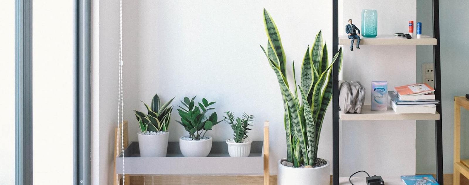 Les Bienfaits des Plantes d'intérieur